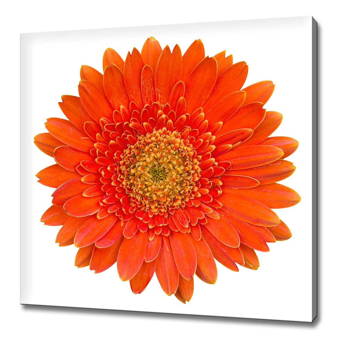 Orange Gerbera Daisy Flower Macro on White Background Floral Poster