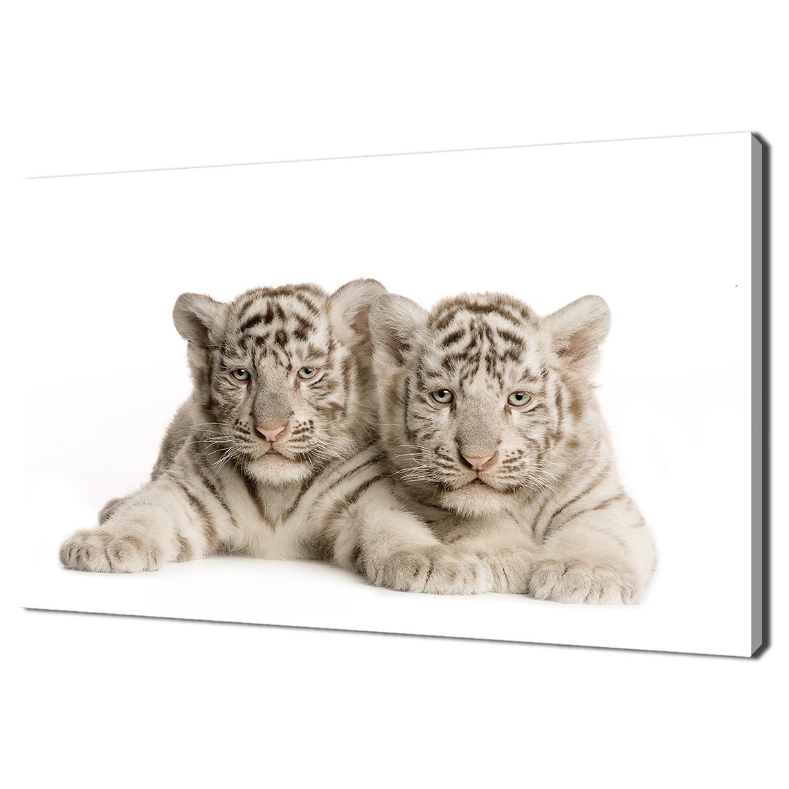 Twin White Tiger Cubs On White Background Cute Baby Animal Wall Poster