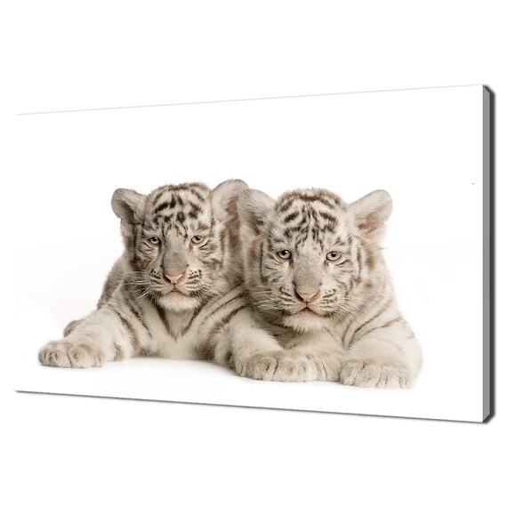 Twin White Tiger Cubs On White Background Cute Baby Animal Wall Poster