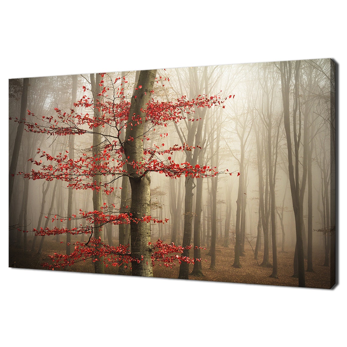 Single Red Leaved Tree In Foggy Autumn Forest Misty Nature Wall Art