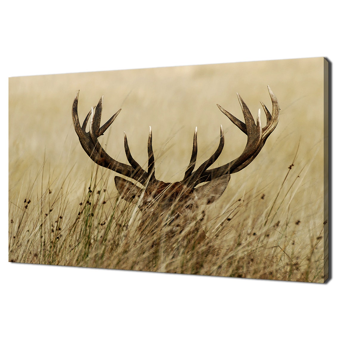 Red Deer Stag Antlers Hiding In Golden Meadow Grass Wildlife Poster