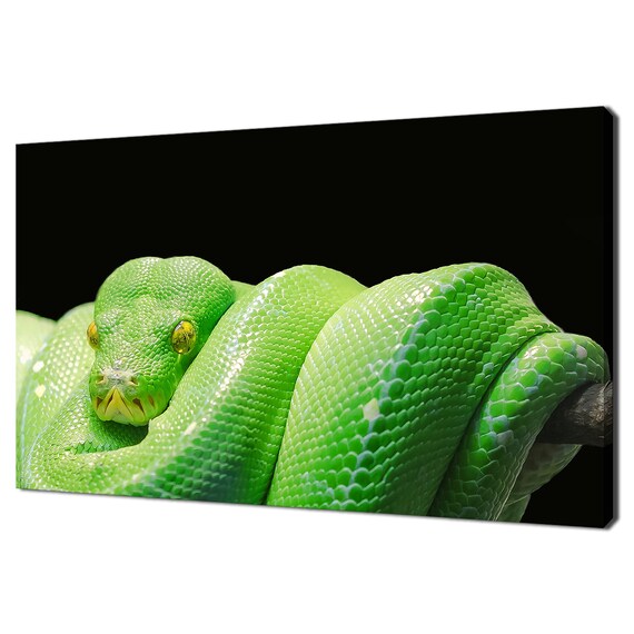 Green Tree Python Coiled On Branch Vivid Reptile Close Up Nature Wall Art