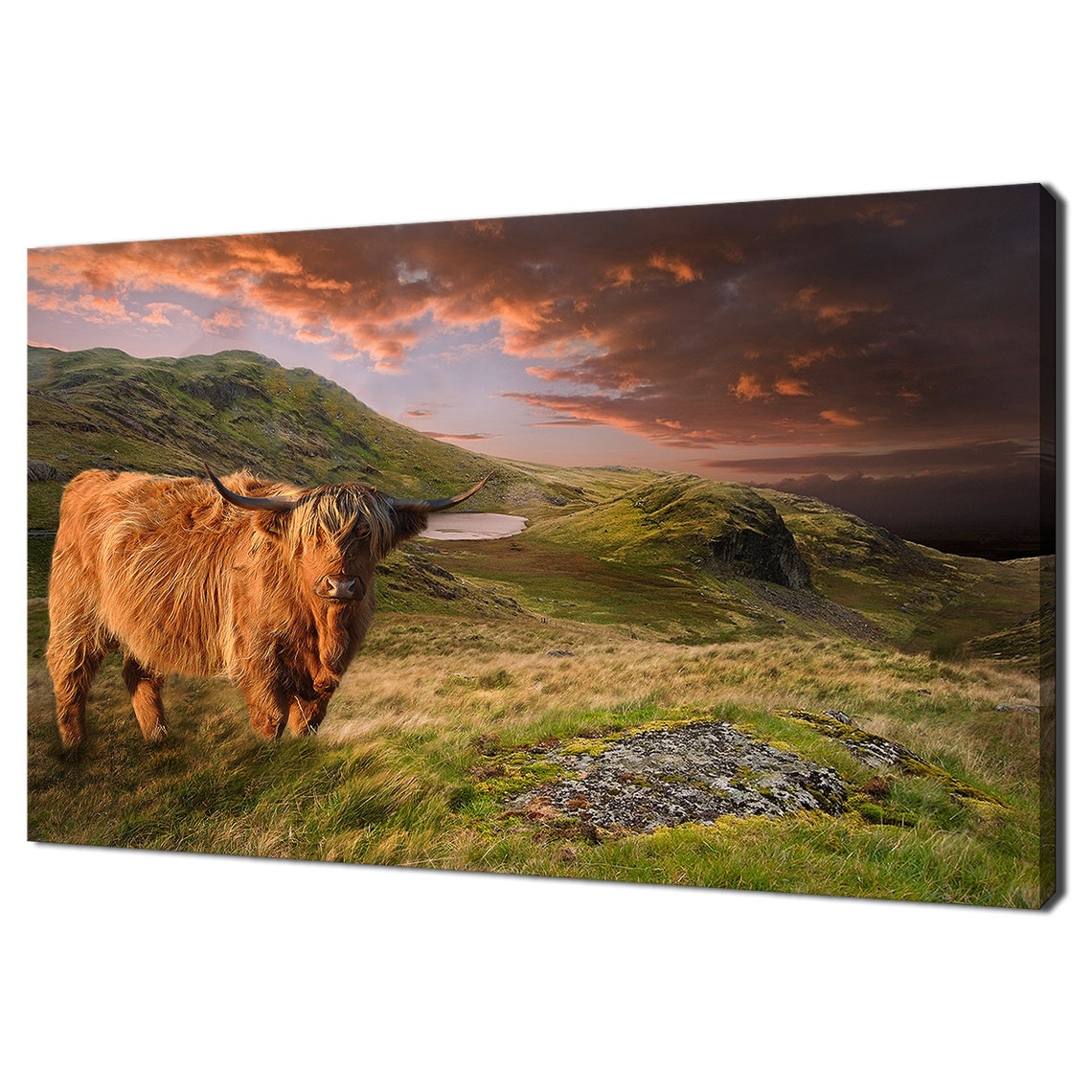 Highland Cow Scottish Mountains Lake Sunset Golden Highland Poster