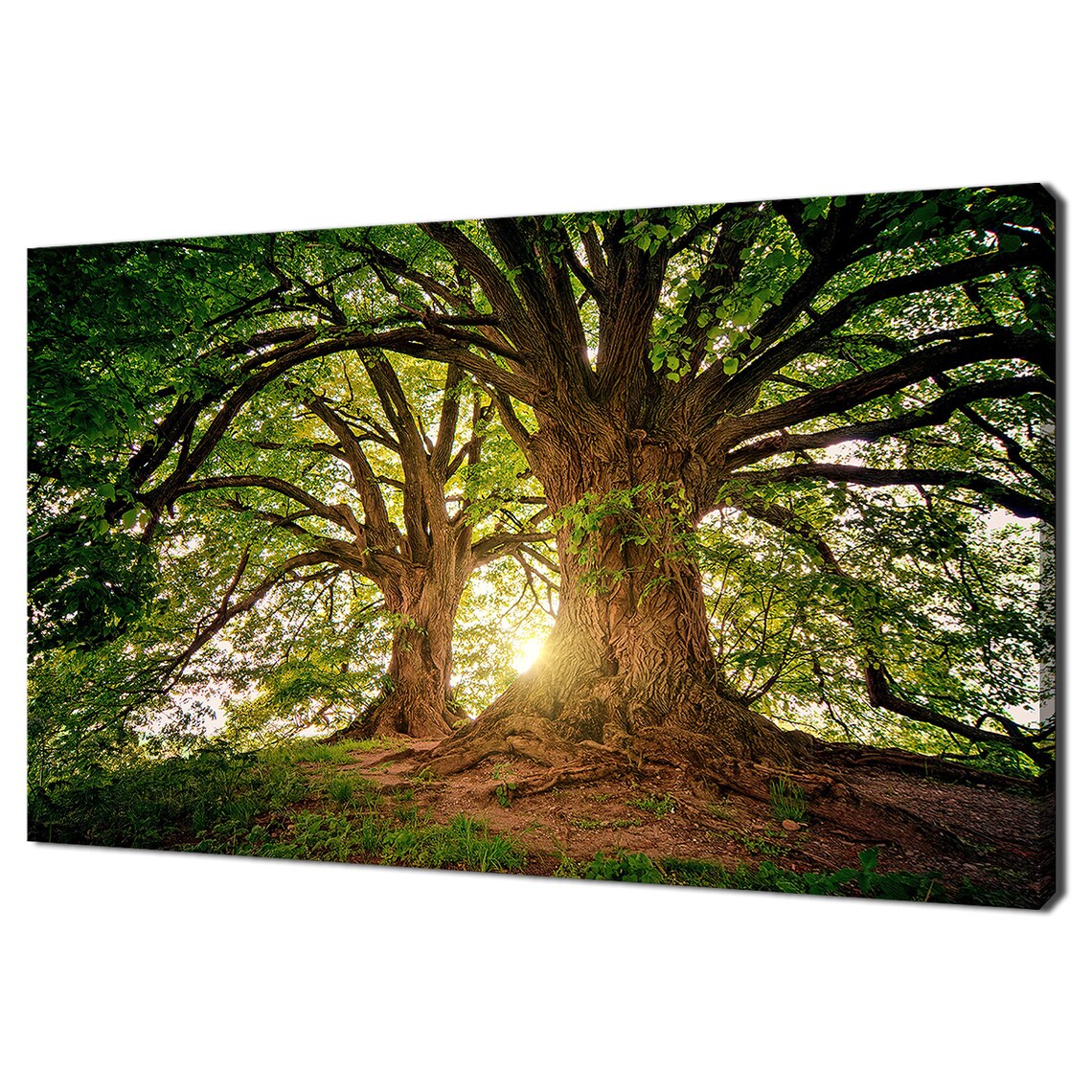 Sunrays Shining Through Tree Branches, Modern Design