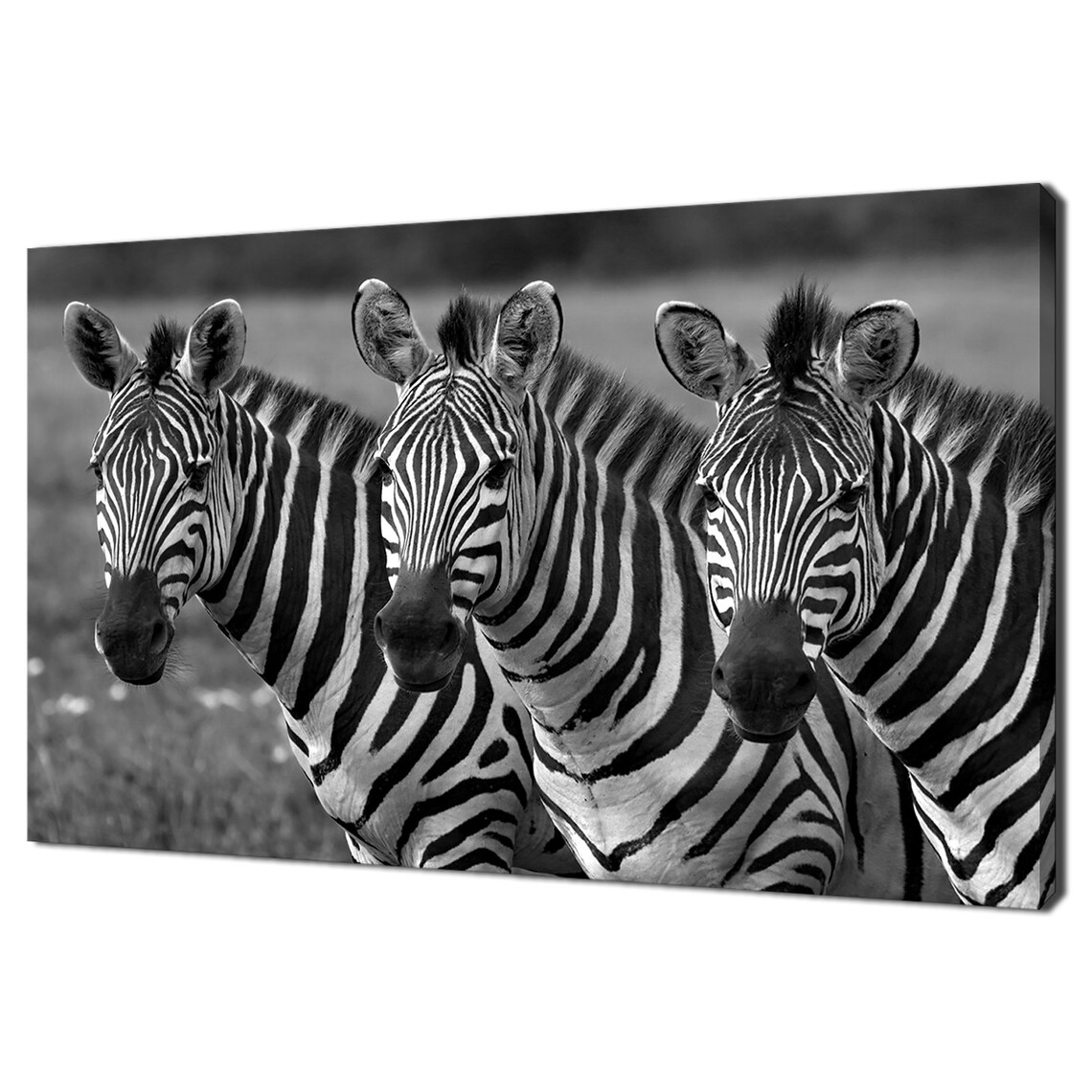 Three Zebras Black and White Striped African Wildlife Photography Poster