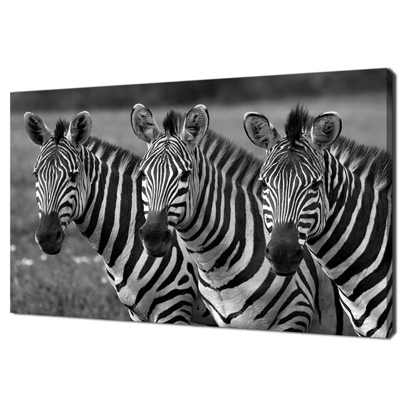 Three Zebras Black and White Striped African Wildlife Photography Poster
