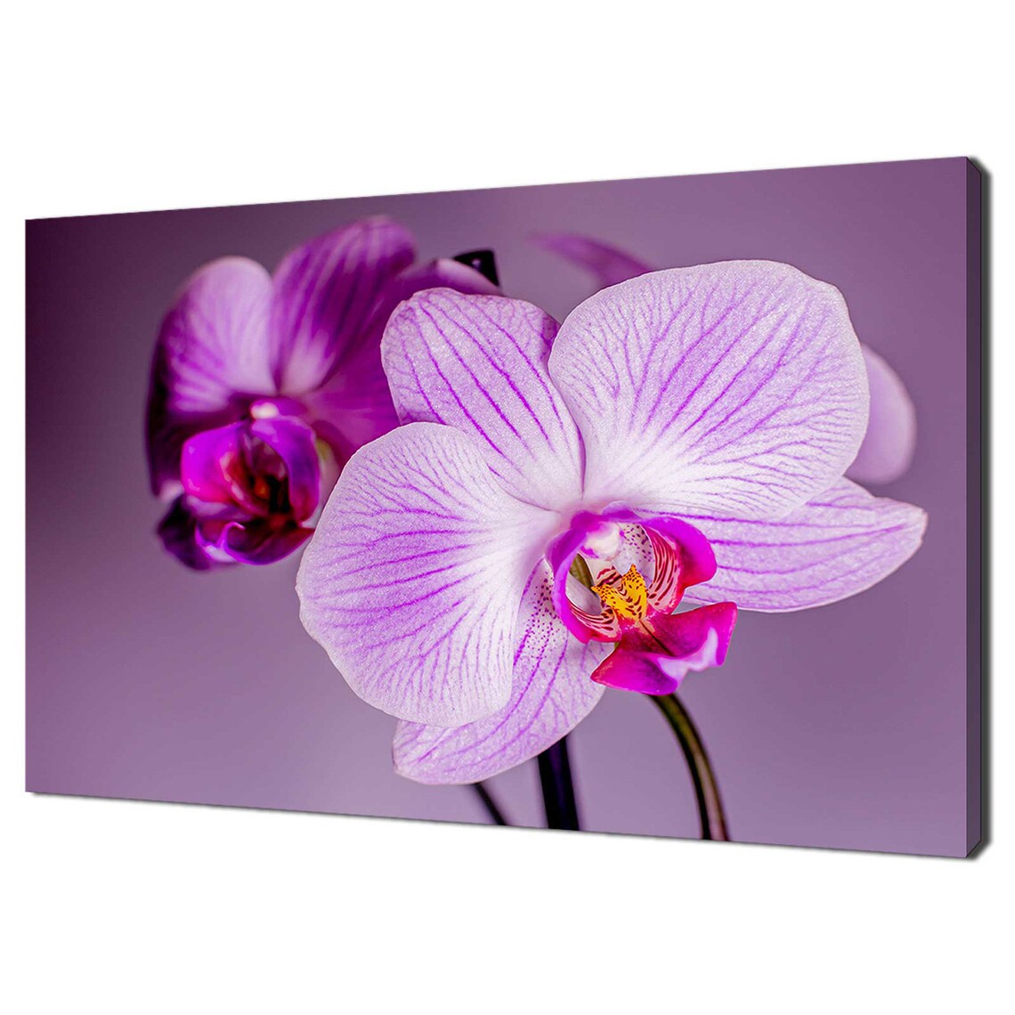 Pink Purple Orchid Flowers Modern Design Art Print