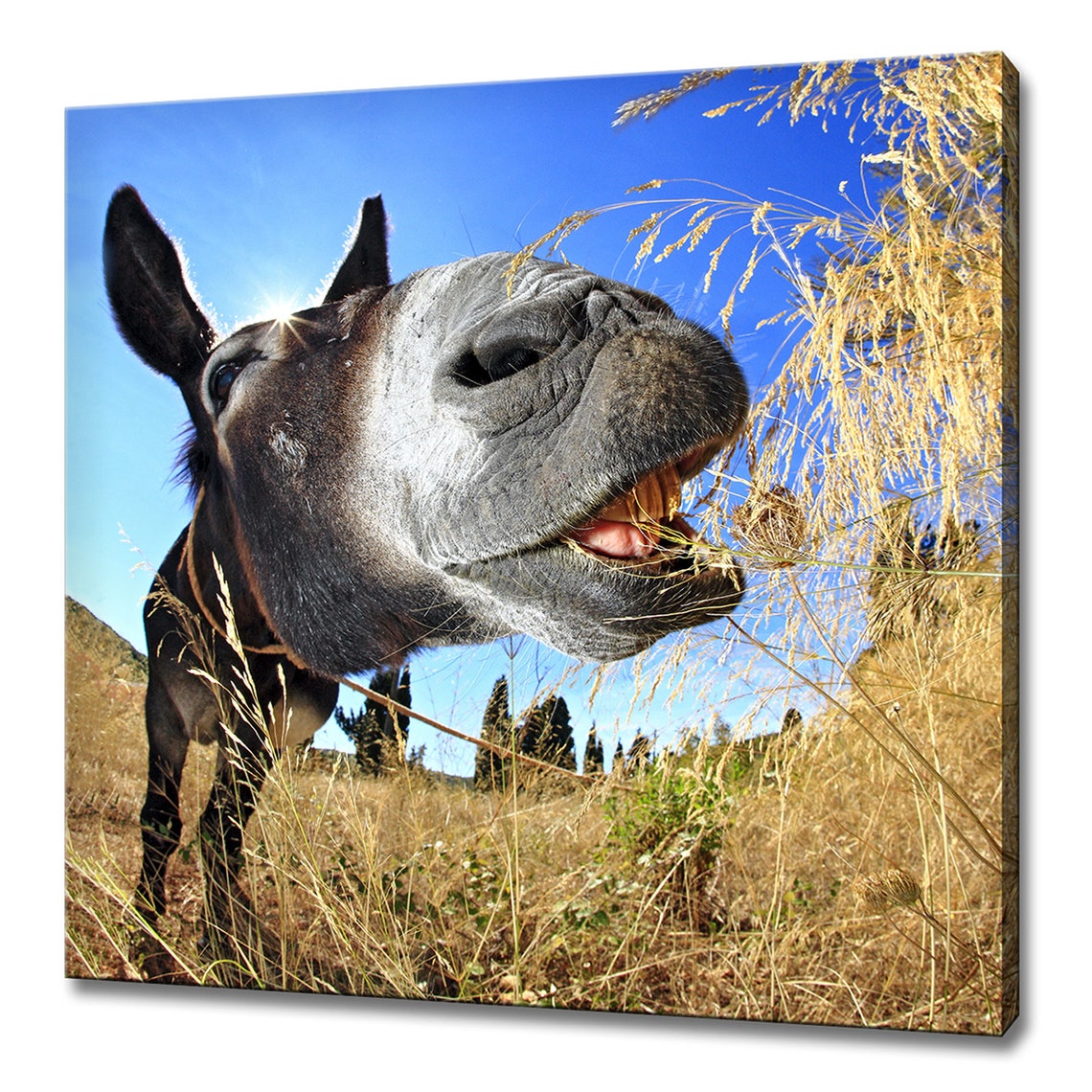 Funny Donkey Close Up Eating Hay Bright Blue Sky Animal Photo Poster