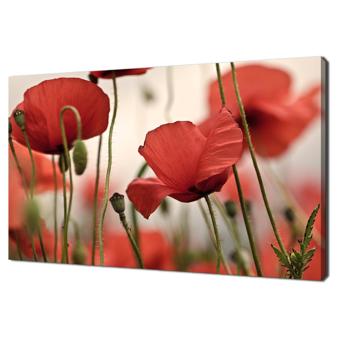 Red Corn Poppies Field Close Up Delicate Spring Floral Wall Art Print