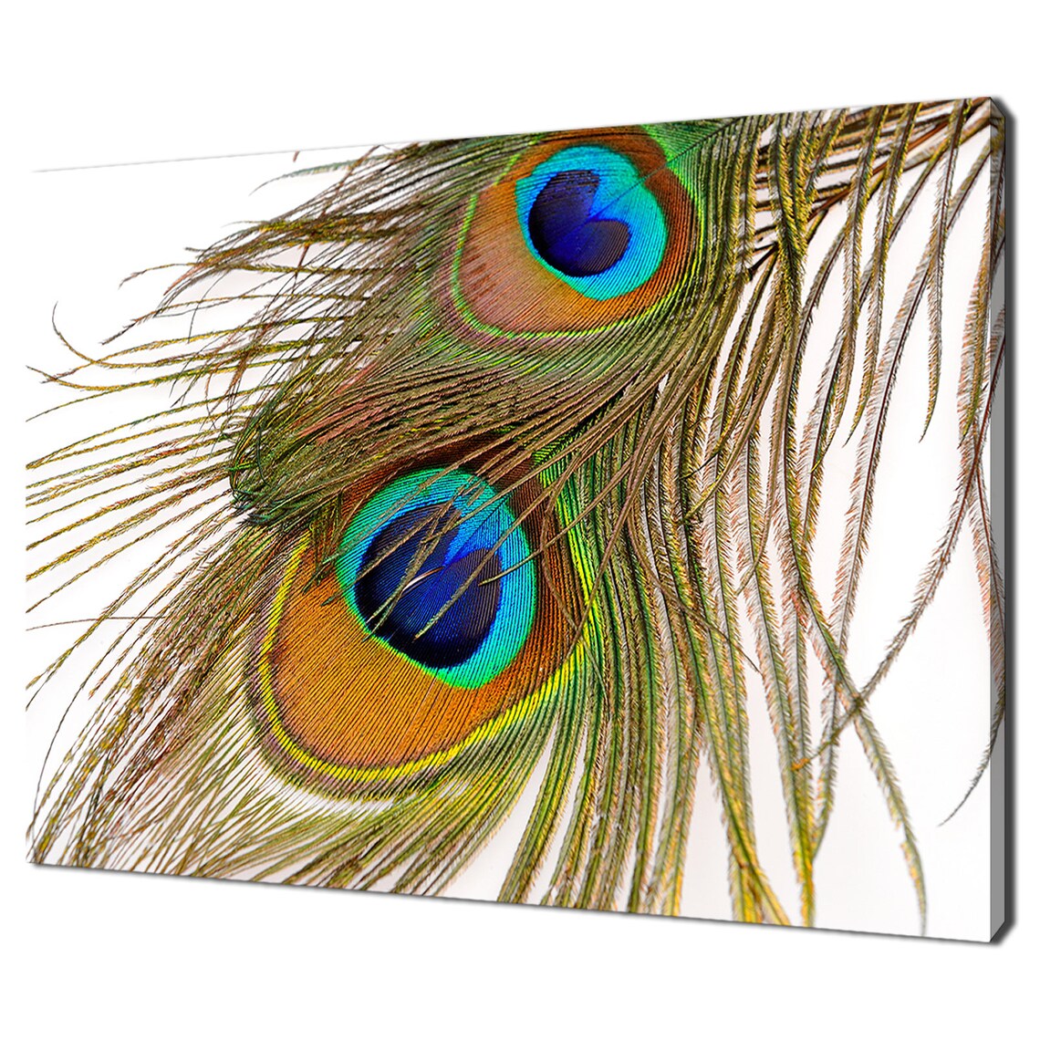 Peacock Feathers Modern Art Print, Home Decor