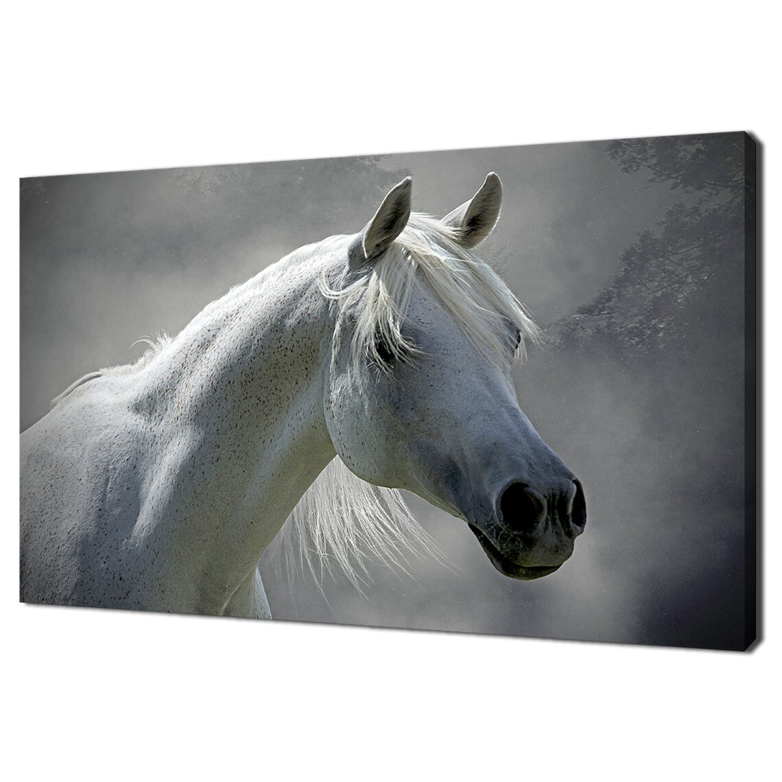White Arabian Horse Portrait, Modern Art Print