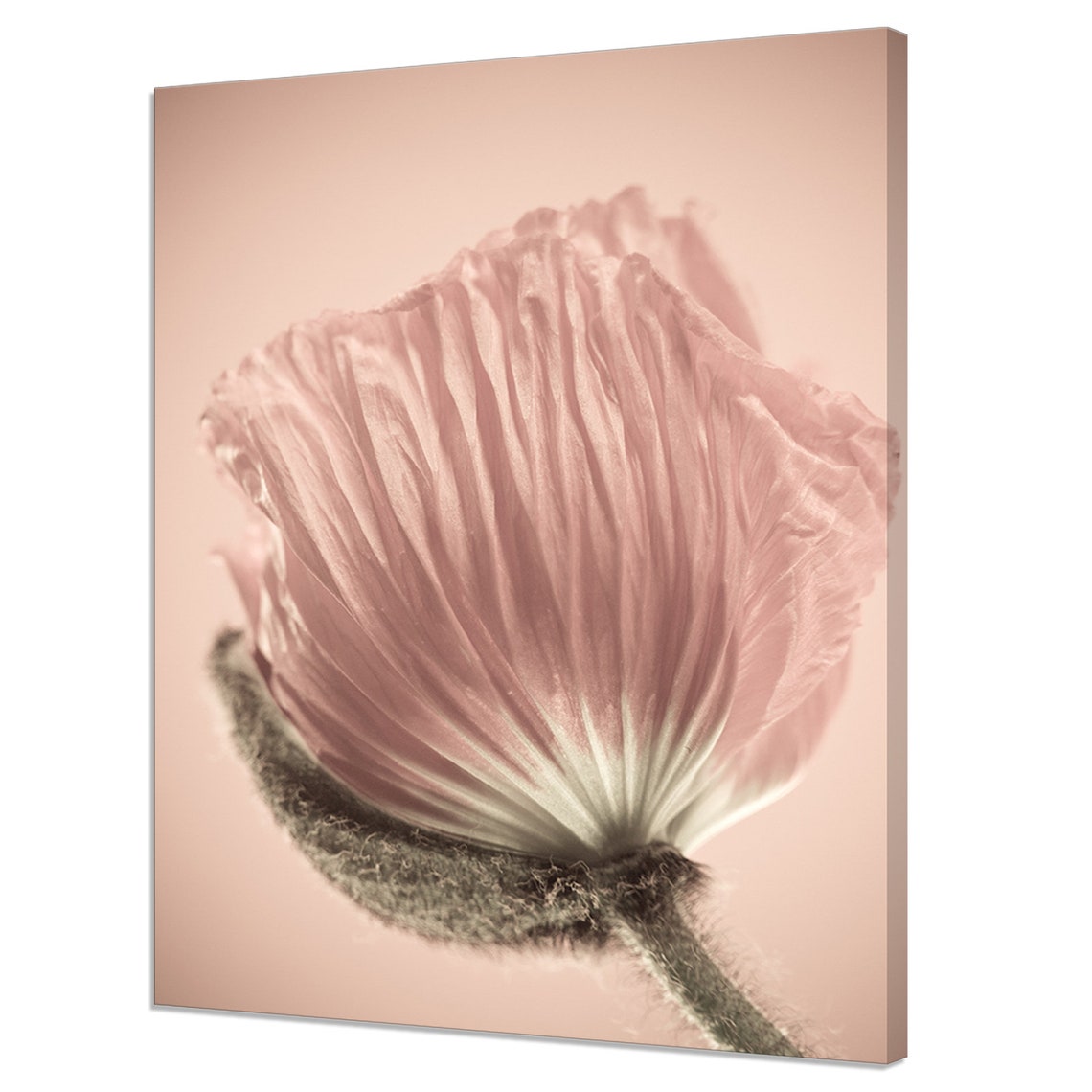 Delicate Pink Poppy Flower Bloom Macro Soft Blush Floral Art Poster