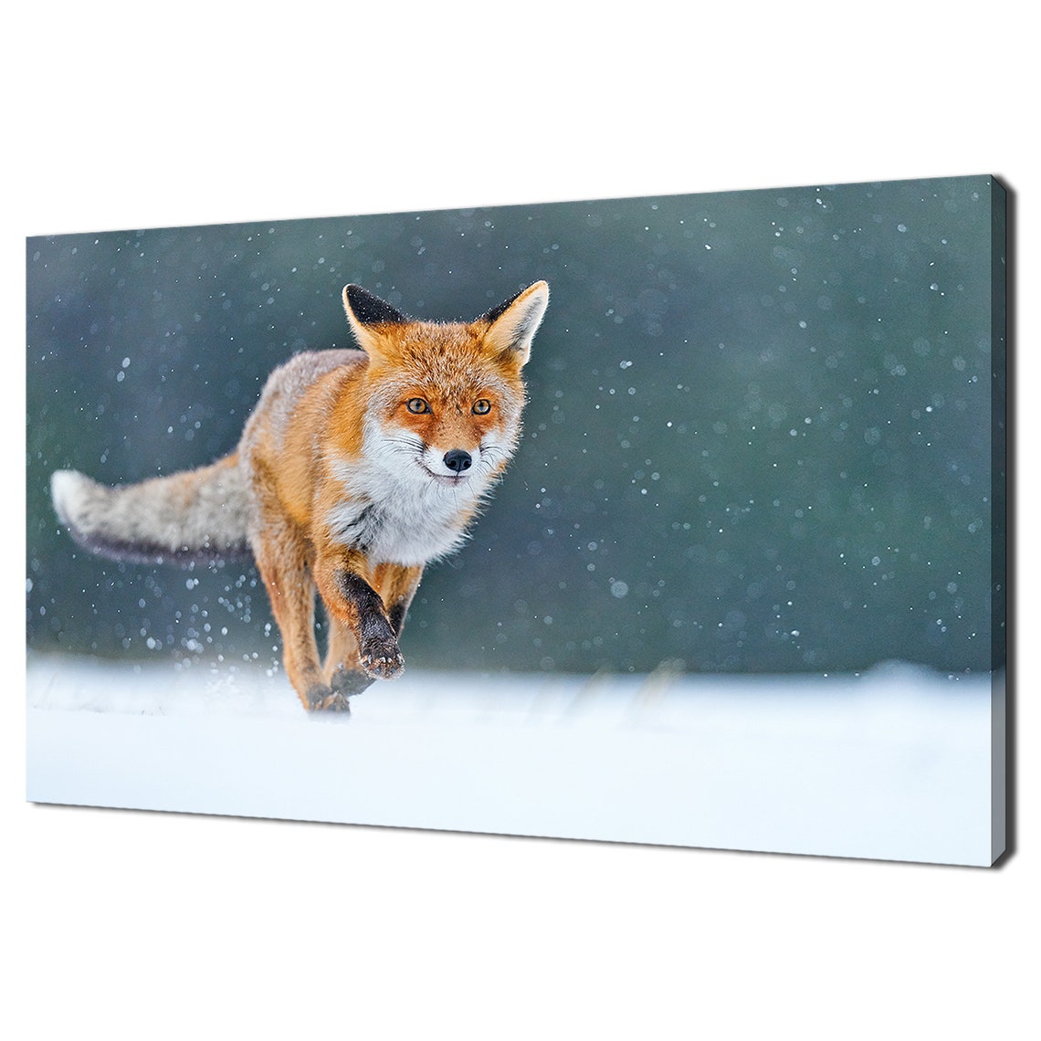 Red Fox Running Through Snow Winter Wildlife Hunting Snowfall Print