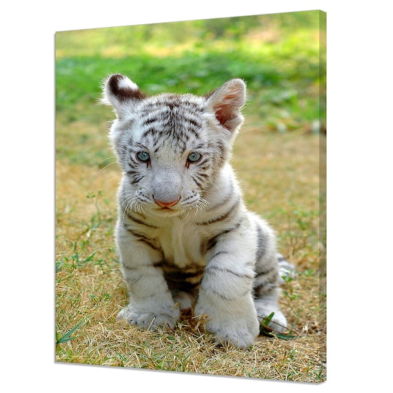 White Tiger Cub Sitting In Grass Looking At Camera Wildlife Wall Poster