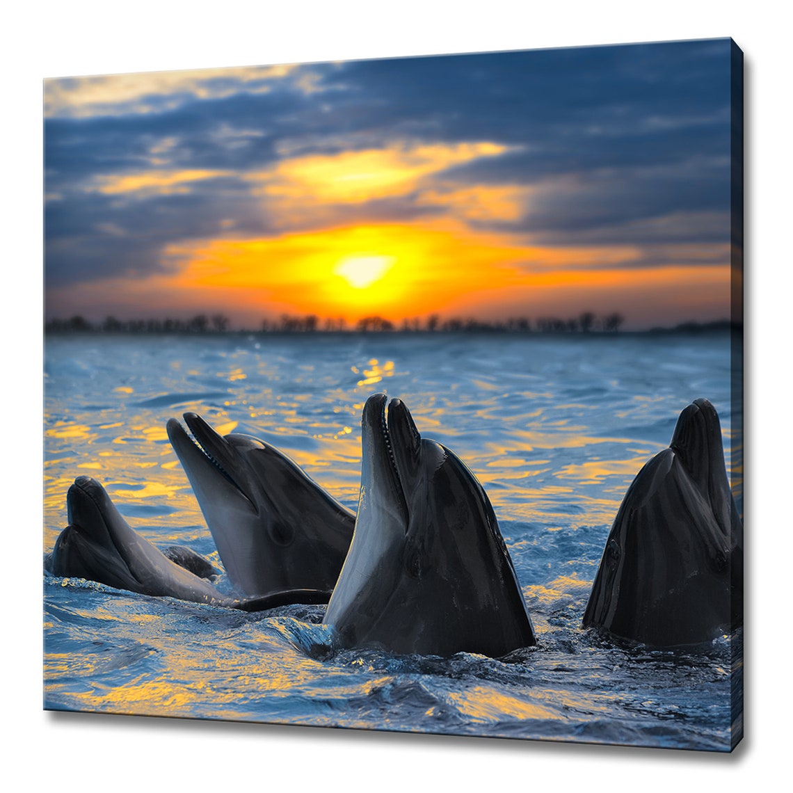 Dolphin Family Surfacing At Golden Sunset Ocean Sea Life Nature Poster