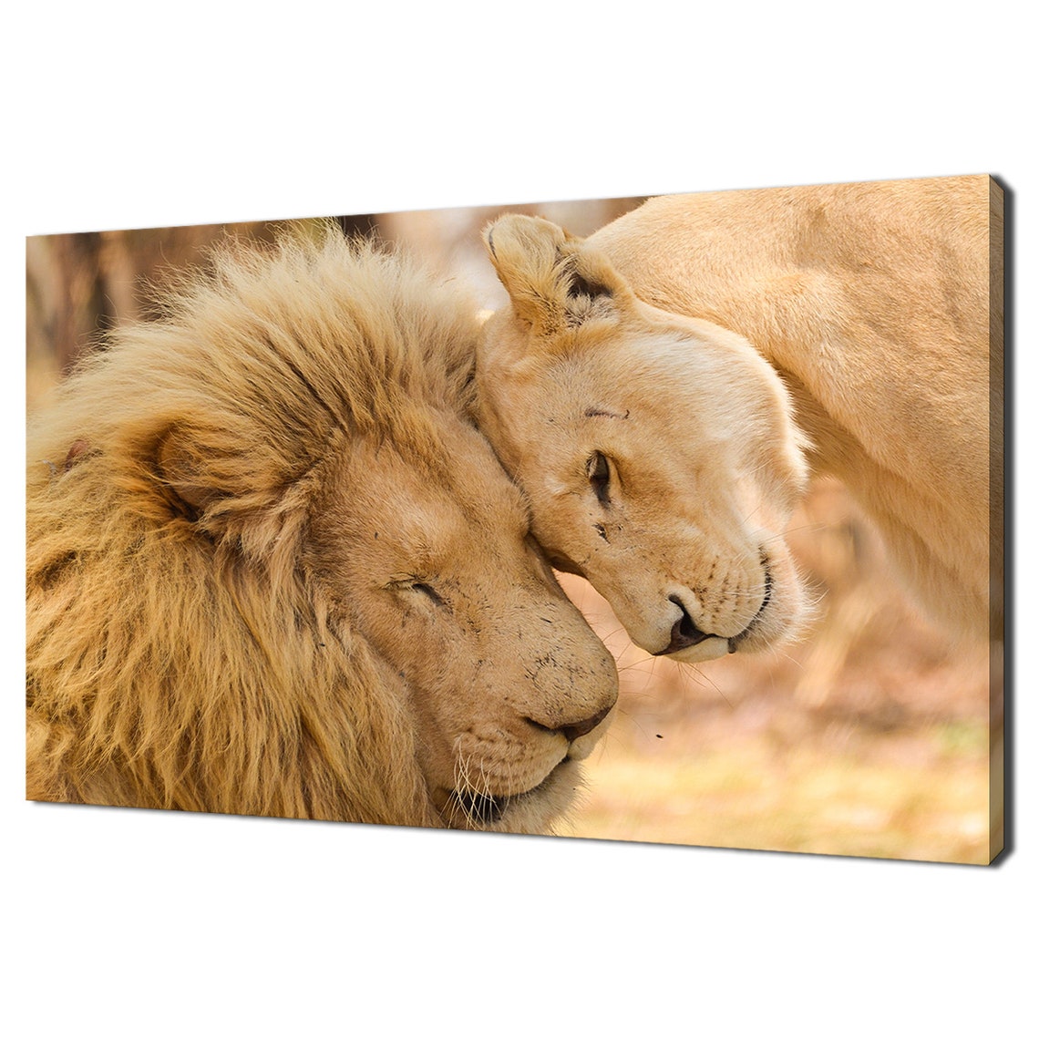 Lions In Love Lioness Nuzzling Male Lion Affection Wildlife Art Print