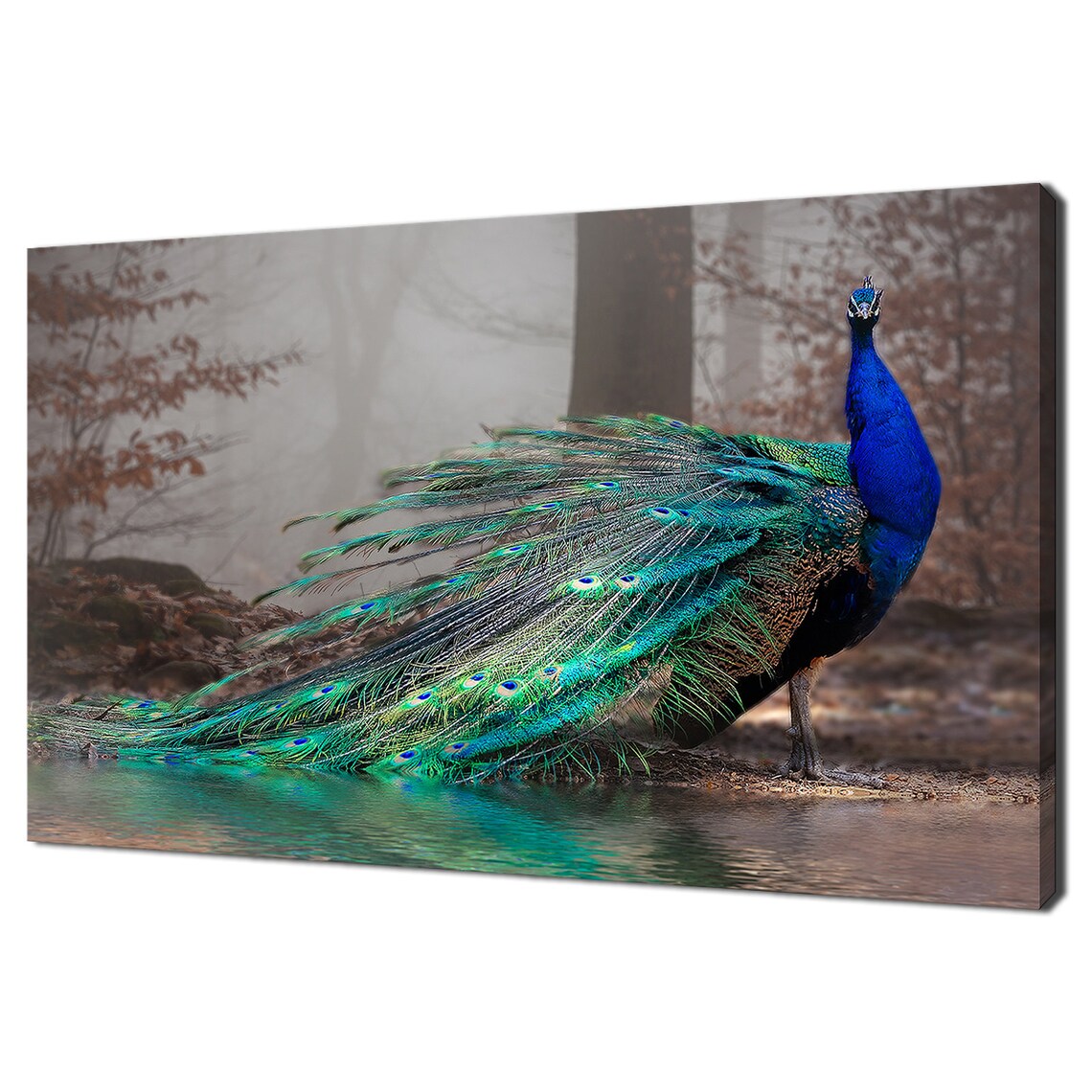 Peacock Bird Modern Design Wall Art Print, Birds