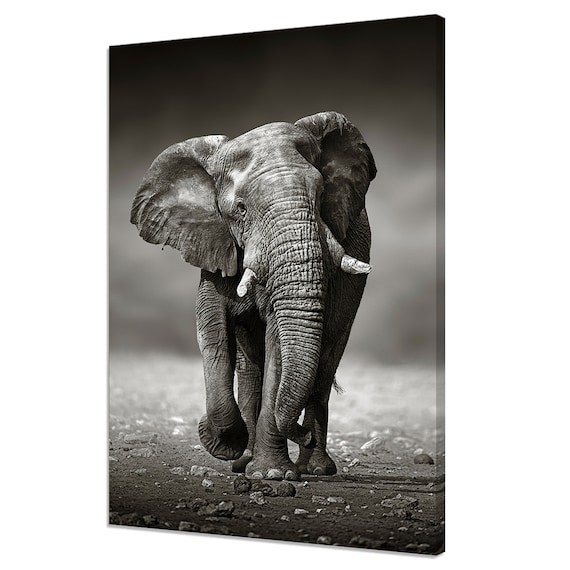 African Elephant Walking Black And White Dramatic Wildlife Photo Poster