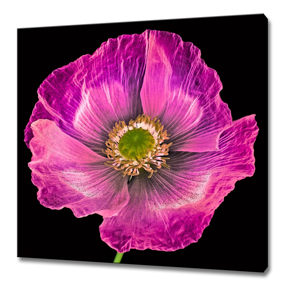 Pink Poppy Flower Macro Close Up On Black Dramatic Floral Wall Art