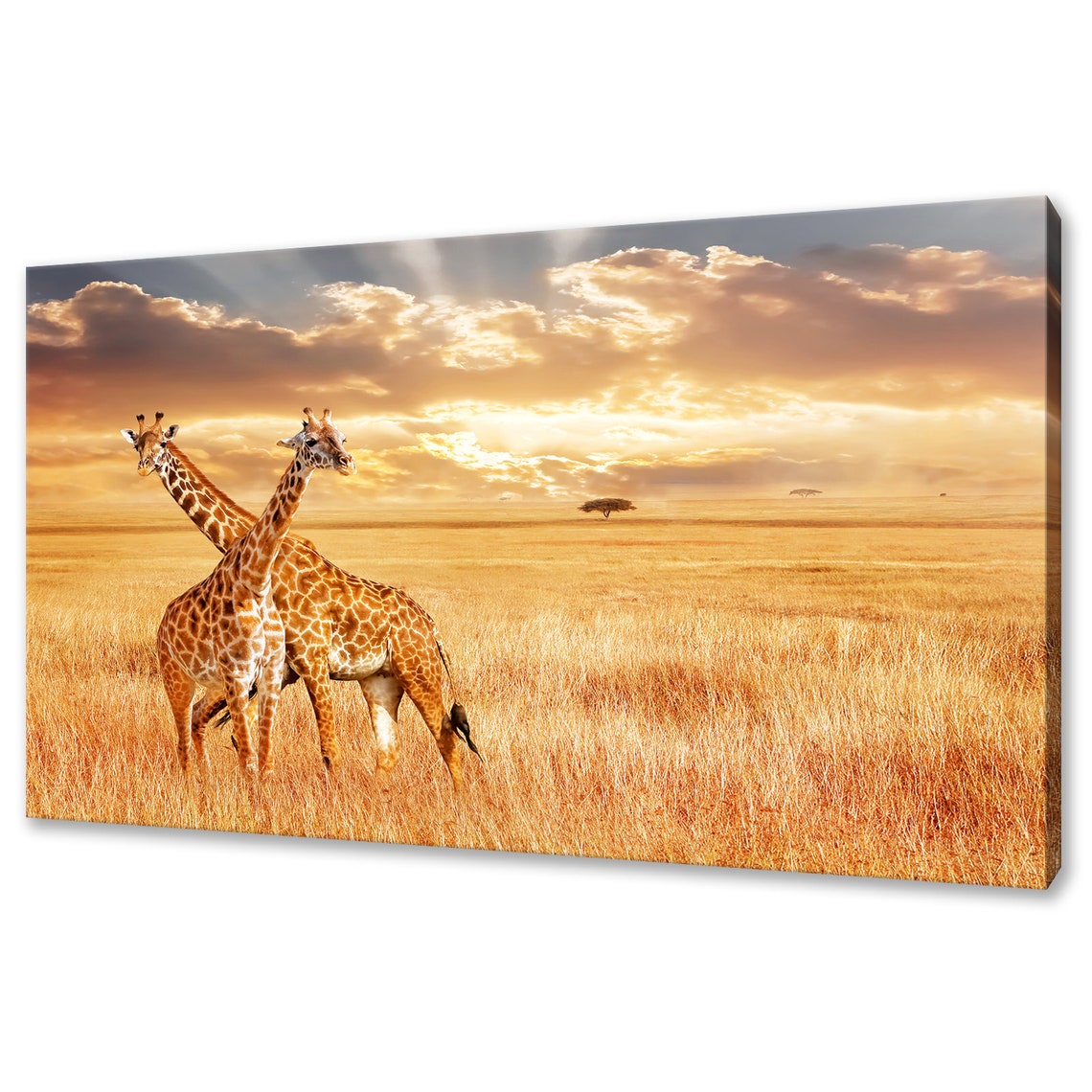 Two Giraffes On Golden African Savanna Sunset Wildlife Art Poster