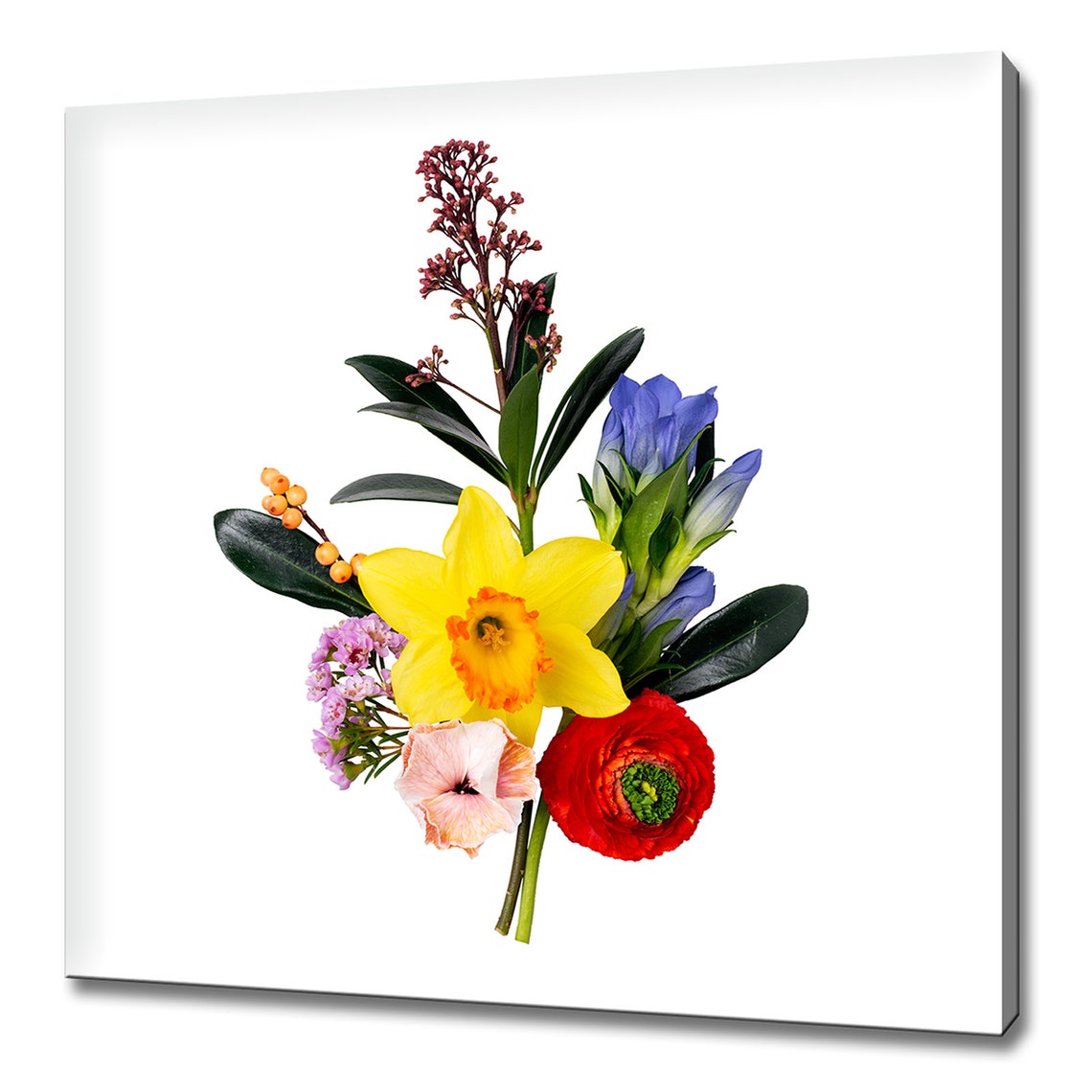 Spring Flower Arrangement On White Daffodil Blue Gentian Print