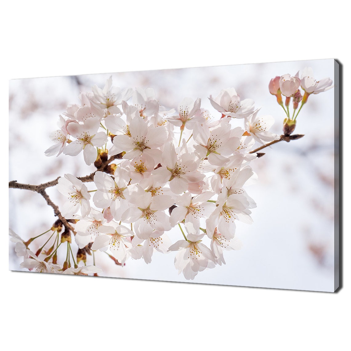 White Pink Cherry Blossom Branch Spring Bloom Floral Wall Art Poster
