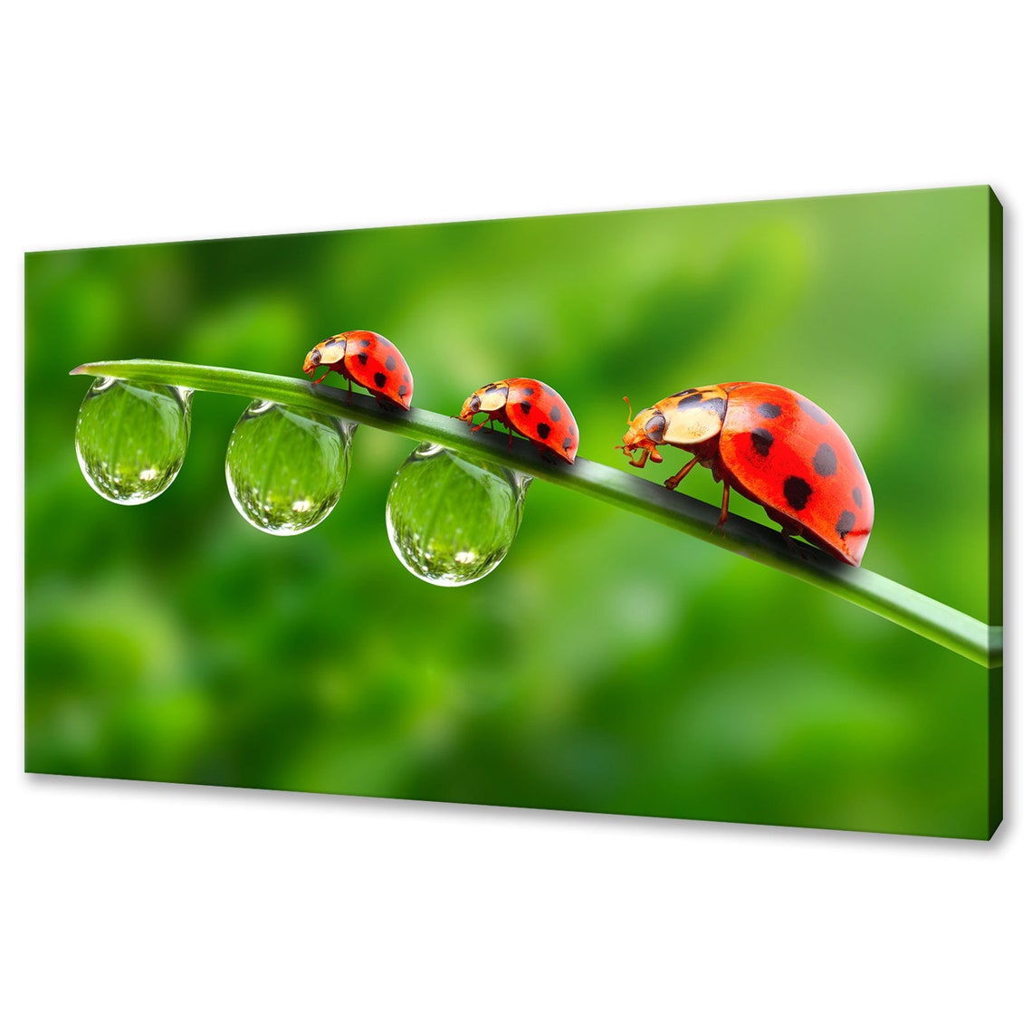 Beautiful Ladybugs Ladybirds Family On A Dewy Grass Modern Design Home Decor Print Wall Art Picture