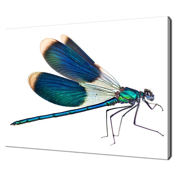 Beautiful Colourful Dragonfly Modern Design Home Decor Print Wall Art Picture Wall Hanging