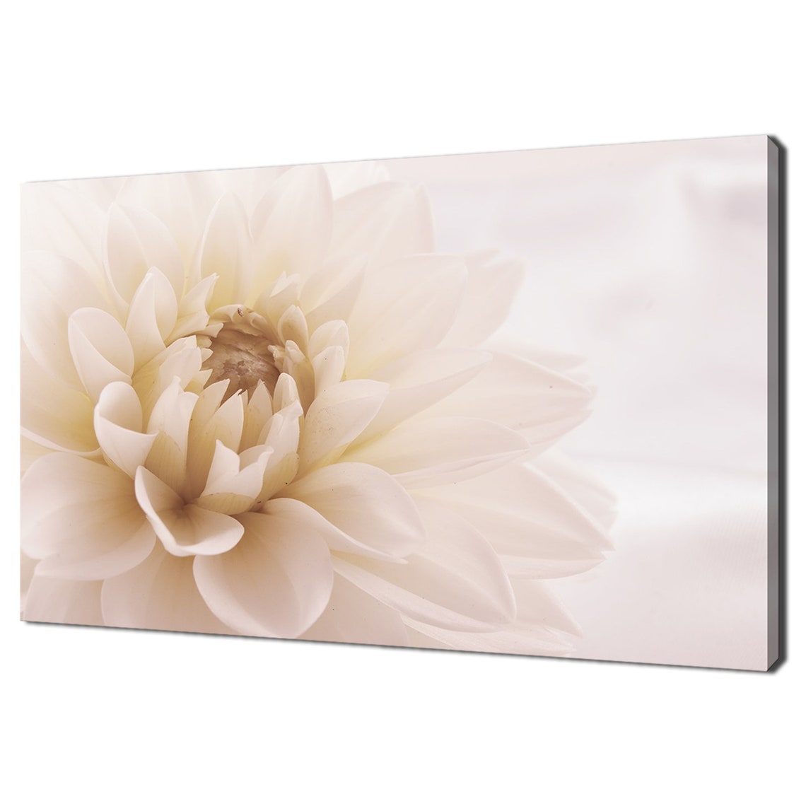 White Dahlia Flower Close Up Soft Cream Petals Floral Wall Art Print