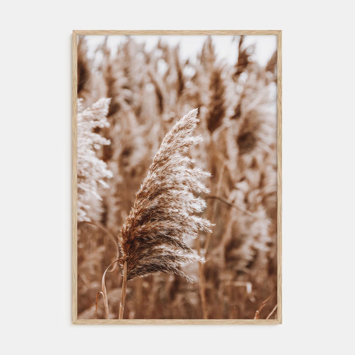Feathery Golden Pampas Grass Plume in Soft Warm Tones Poster