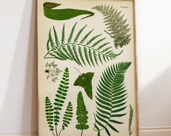 Botanical Fern Vintage Style Art Print