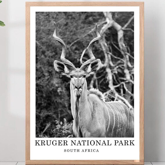 Kruger National Park Kudu Antelope Black and White Wildlife Travel Poster