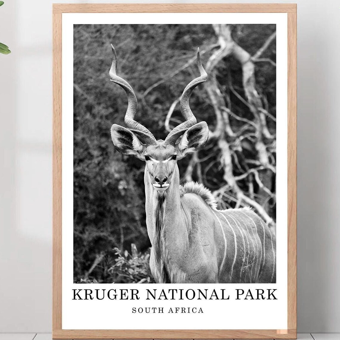 Kruger National Park Kudu Antelope Black and White Wildlife Travel Poster