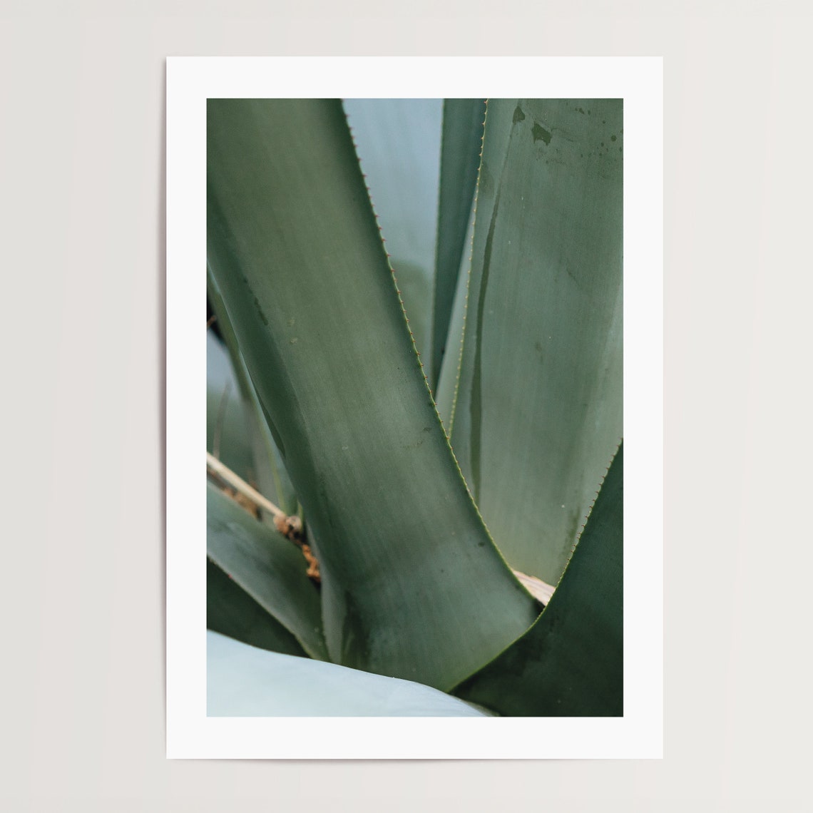 Sage Green Agave Leaves Modern Macro Botanical Nature Photo Poster - Image 4