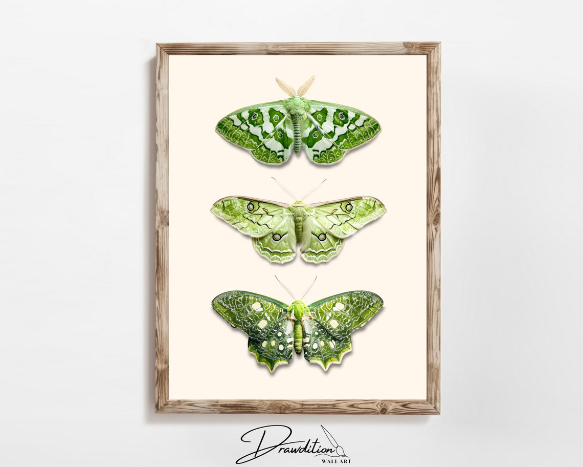 Green Moth Trio Vintage Entomology Insect Illustration Fall Poster