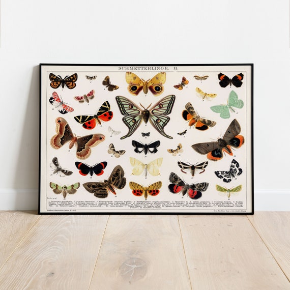 Butterfly Art Print Butterflies Print Vintage Art Print Instant Art Print Art Art Print