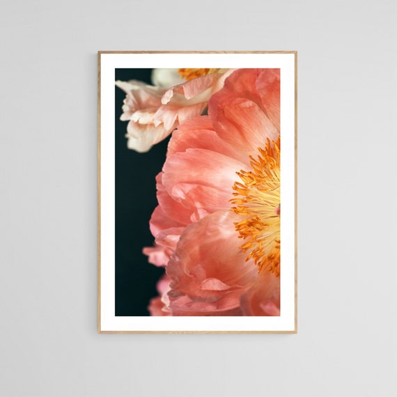Coral Charm Peonies Photograph, Botanical Art Print