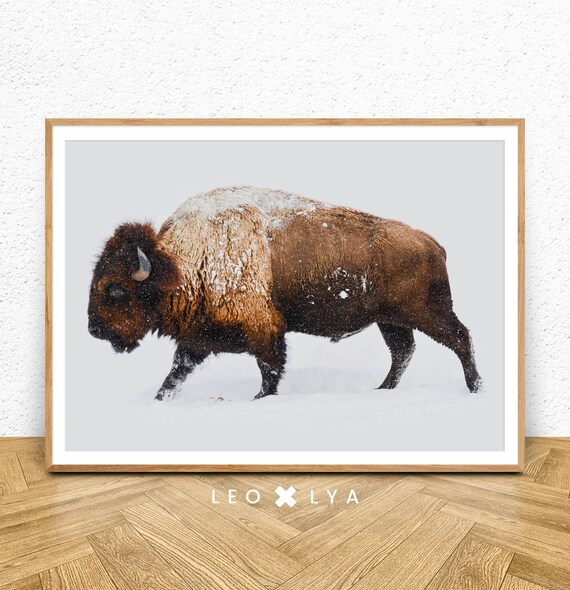 American Bison Walking in Snow Winter Wildlife Photography Poster