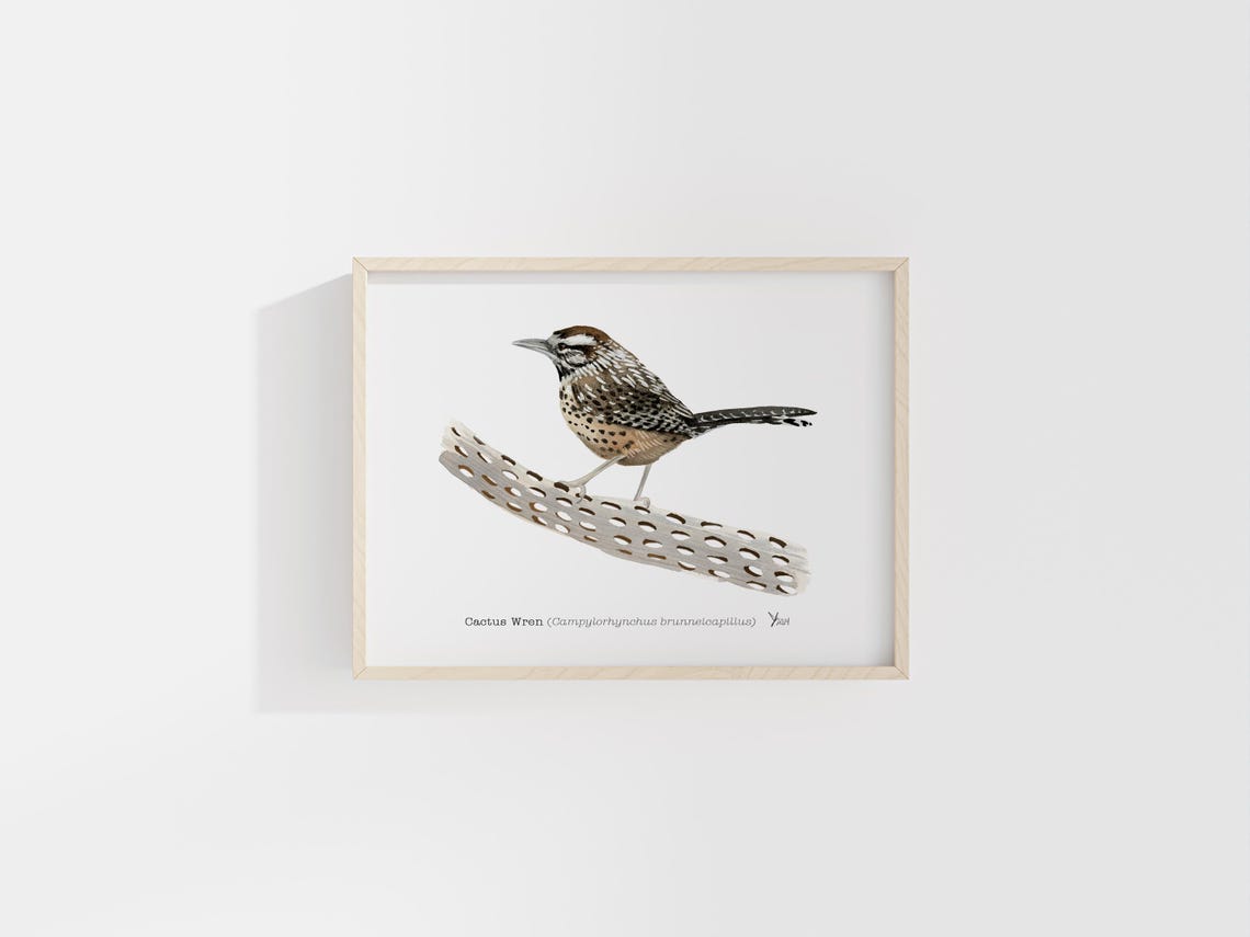 Cactus Wren Perched on a Cholla Branch Desert Bird Art Poster - Image 2