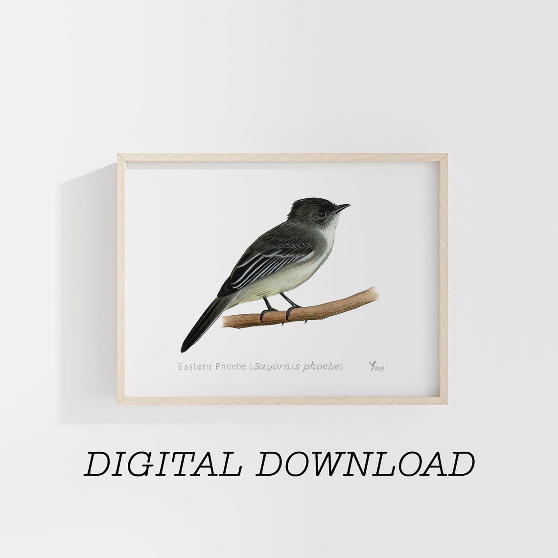Eastern Phoebe Perched on a Twig Bird Illustration Artwork Poster