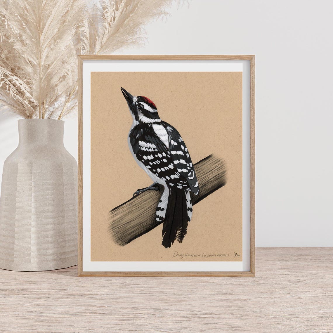 Downy Woodpecker Perched on a Branch Natural History Art Poster