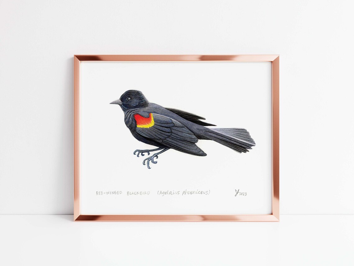 Red-Winged Blackbird in Flight Watercolor Detailed Bird Poster