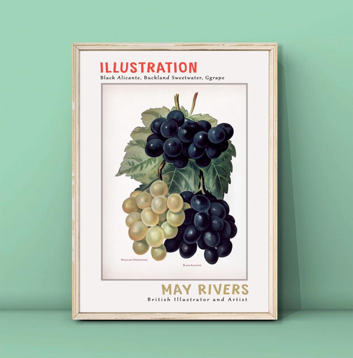 May Rivers Black Alicante Grapes Vintage Botanical Illustration Poster