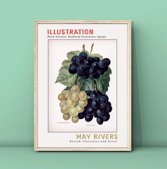 May Rivers Black Alicante Ggrape Print Vintage Fruit Illustrations Kitchen Wall Decor Dining Room Wall Art