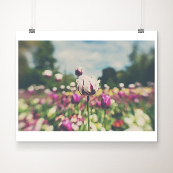 White Tulip Photograph English Garden Botanical Wall Art