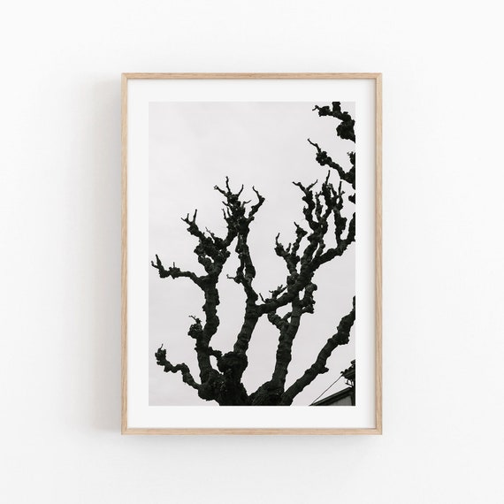 Tree Branches Print Black And White Print Modern Minimalist Poster Farmhouse Decor Tree Photography Tree Wall Art