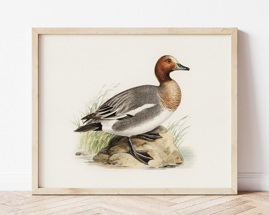 Eurasian Wigeon Duck Vintage Farmhouse Naturalist Art Poster - Image 2