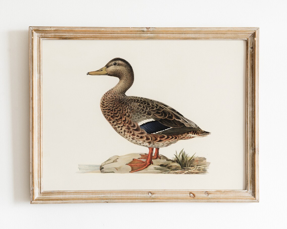 Female Mallard Duck Vintage Naturalist Bird Illustration Poster - Image 3