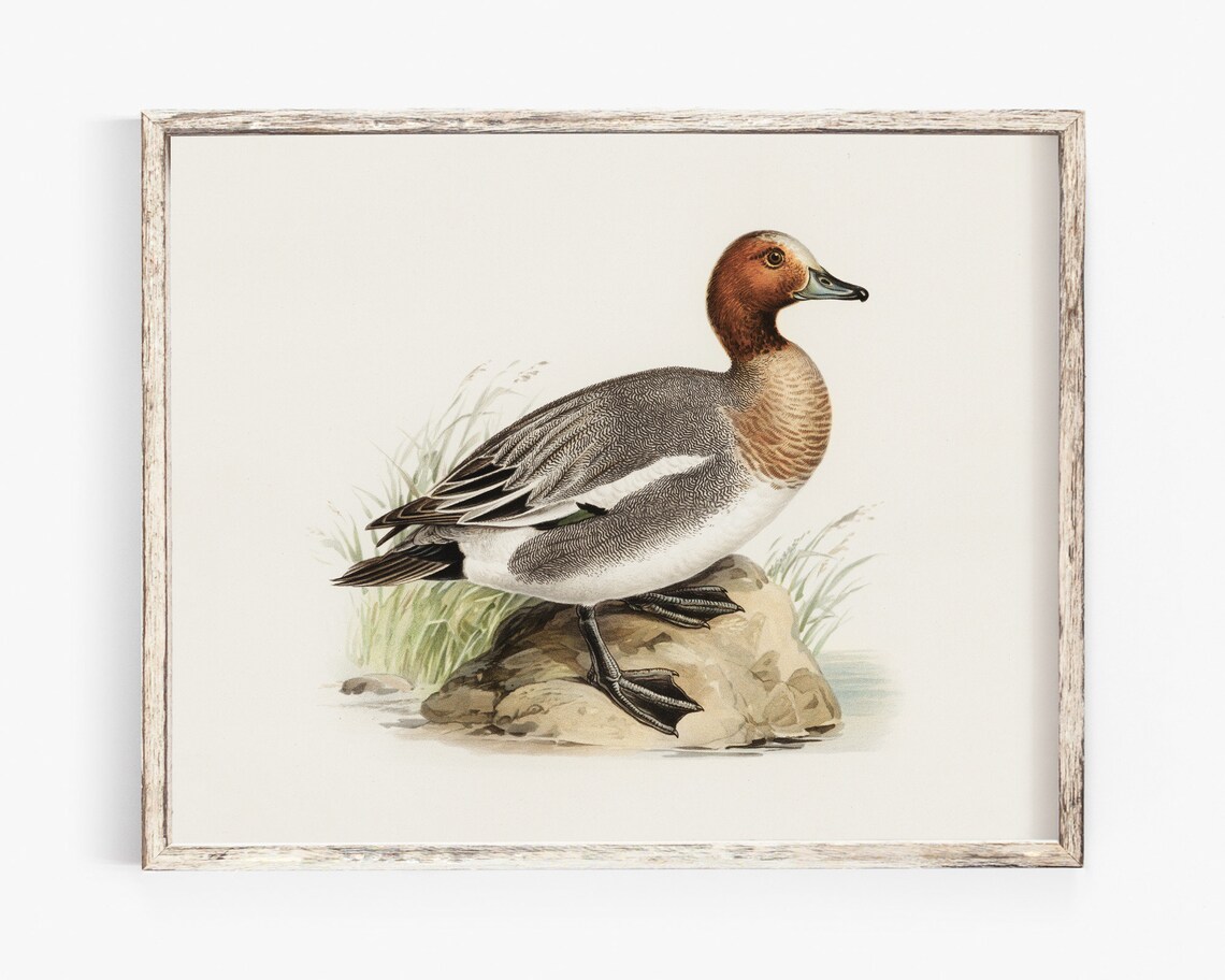 Eurasian Wigeon Duck Vintage Farmhouse Naturalist Art Poster