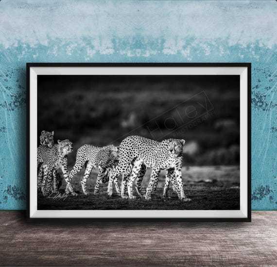 Maasai Cheetah Wall Art Bold Black And White Safari Print